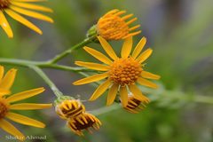 Jacobaea vulgaris